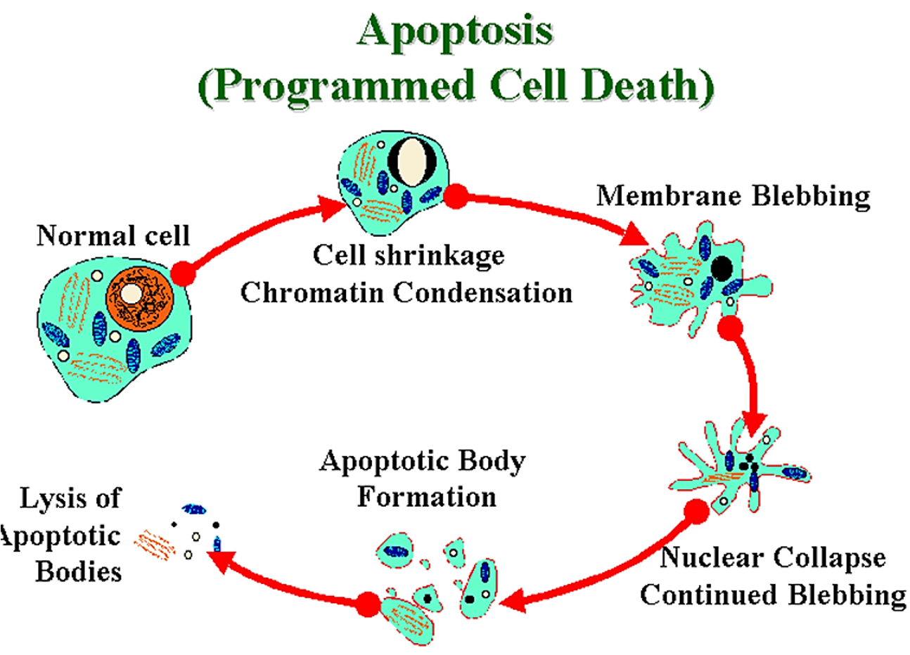 <ol><li><p>The cell shrinks</p></li><li><p>The cell’s plasma membrane forms bubbles or “blebs” (membrane blebbing)</p></li><li><p>The cell breaks up and its contents from into parcels called apoptosis bodies</p></li><li><p>Apoptosis bodies are engulfed by phagocytic cells</p></li></ol><p></p>