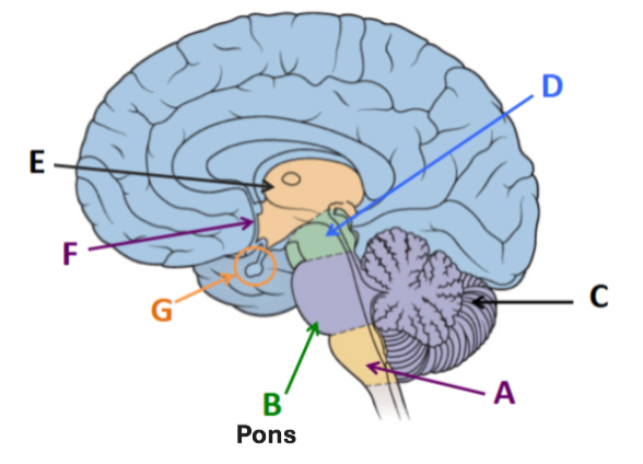 <p><span style="background-color: transparent;">The portion of the brainstem that connects the midbrain to the medulla.</span></p>