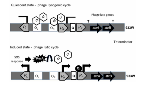<p>Encoded on the Stx phage genome</p><p>-Expression of shiga toxin is repressed by a cl-like protein during lysogeny</p>