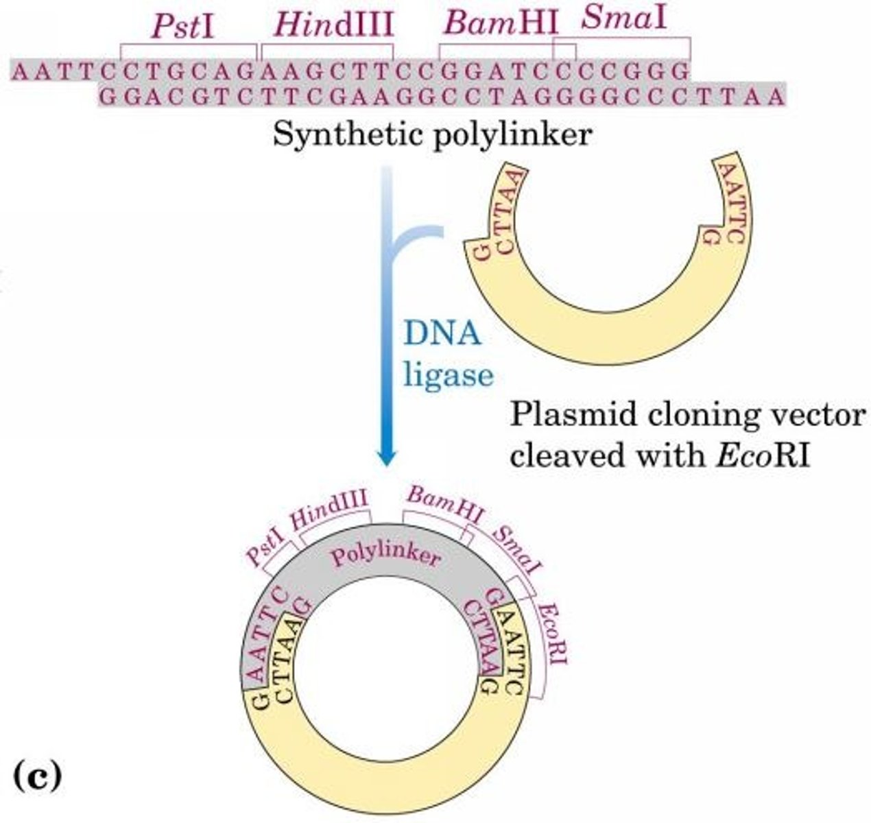 <p>Researchers can create new DNA sequences by inserting synthetic DNA fragments (called linkers) between the ends that are being ligated. Inserted DNA fragments with multiple recognition sequences for restriction endonucleases (often useful later as points for inserting additional DNA by cleavage and ligation) are called polylinkers.</p>