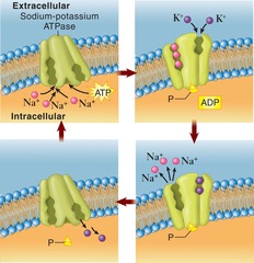 <p>It is an ion pump that uses ATP to move sodium out of and potassium into the cell, crucial for maintaining cellular function.</p>