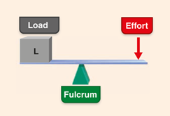 <p>Seesaw or scissors</p><ul><li><p>Fulcrum is between load and effort</p></li><li><p>Ex: neck extension, posterior neck muscles provide effort, atlantoccipital joint is fulcrum and facial skeleton is load</p></li><li><p>Can be both advantage or disadvantage</p></li></ul><p></p>
