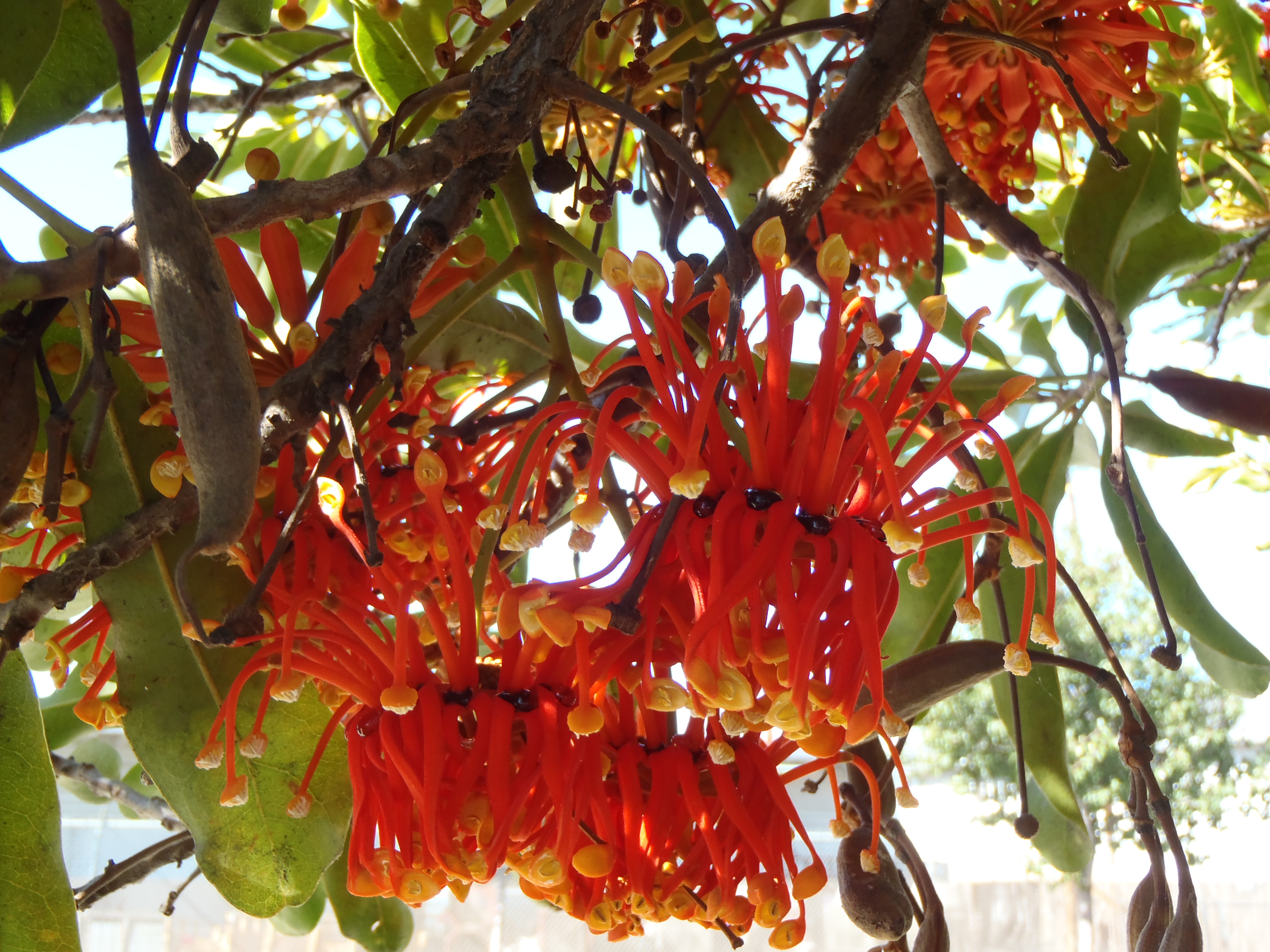 <p>Stenocarpus sinuatus - Firewheel Tree</p>