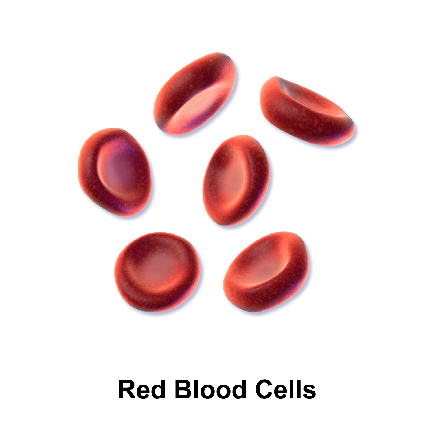 <p>erythrocytes</p>