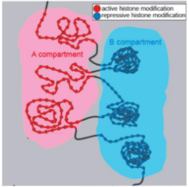 <p>"ternating regions on chromosomes that preferentially interact with themselves, driven by strong attractions between B regions and tethering to nuclear structures, not generally conserved between cell types, made up of multiple TADs</p><p>A - gene rich, transcriptionally active, B - low gene density, transcriptionally silent"</p>