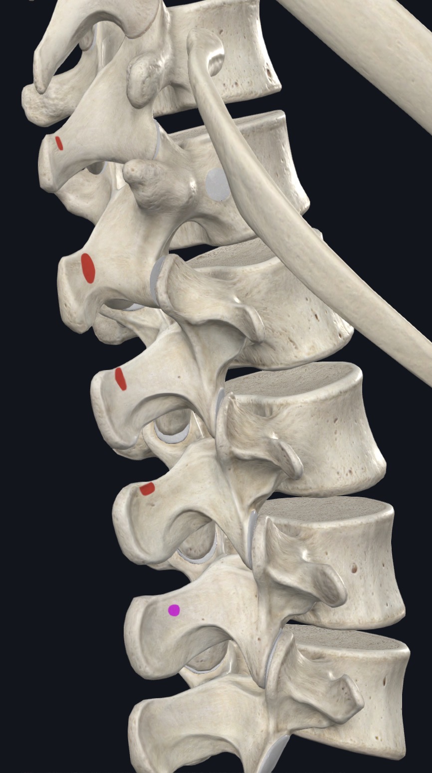 <p>SPs T10 or T11 to L2</p>