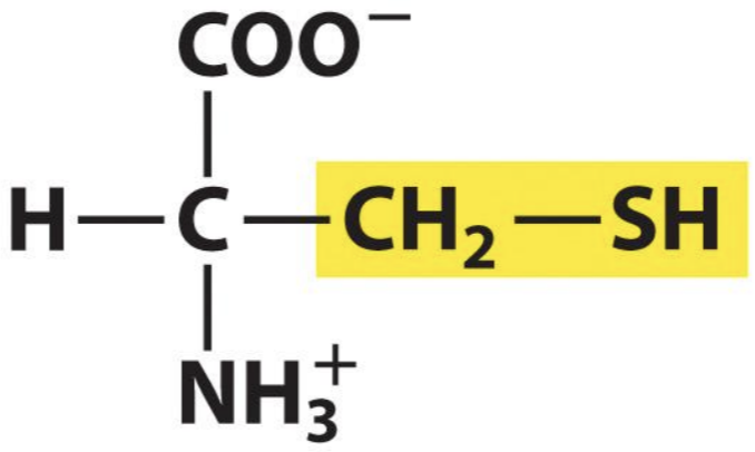 <p>Cysteine</p>