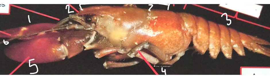 <p>what is section 7 on this crayfish</p>