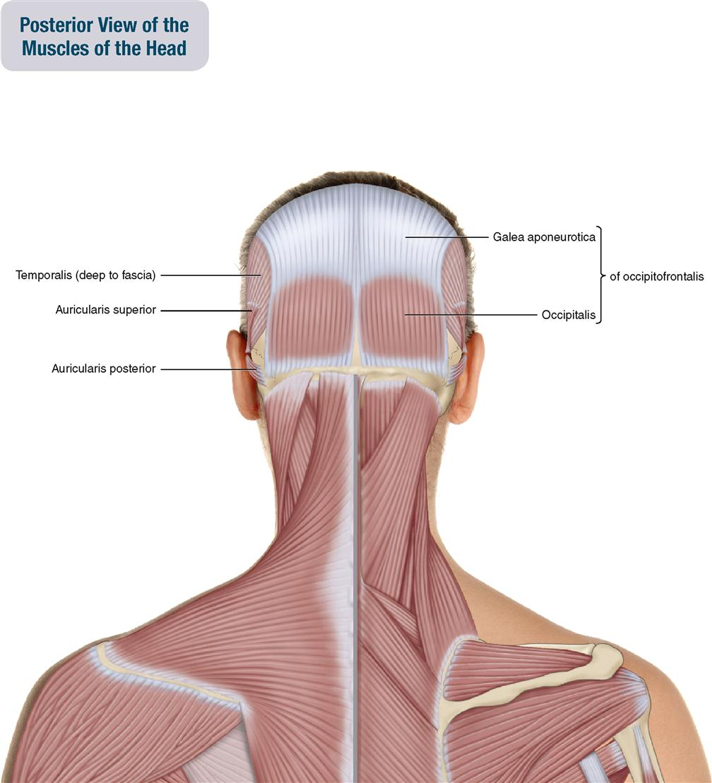 <p>Shape and Location: A greek word that means “bandage” strip shape, located on the insertion point on the skull (the mastoid process of the temporal and occipital bone) </p>