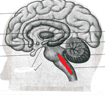 <p>Recticular Activating System (RAS)</p>