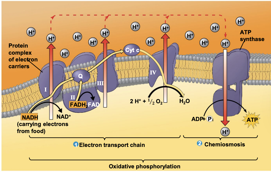 <p>Electrons are passed through <strong>Complexes I, III, and IV</strong> by mobile electron carriers. At <strong>Complex IV</strong>, electrons are transferred to <strong>oxygen (the final electron acceptor)</strong>, which combines with <strong>H⁺ ions to form water (H₂O)</strong>.</p>