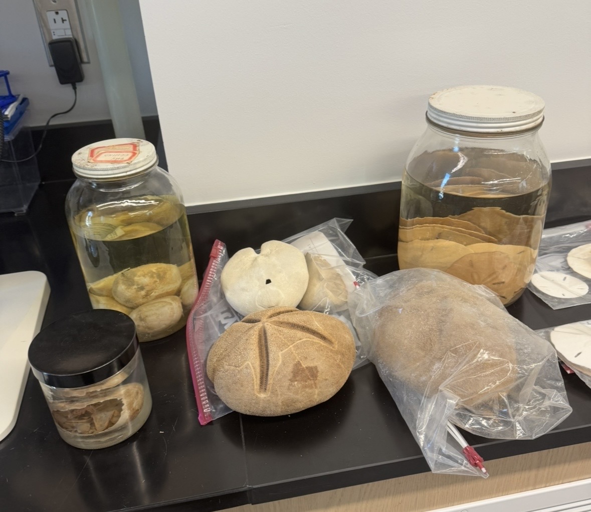 <p>Phylum?</p><p>Class?</p>