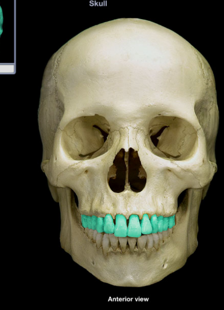 knowt flashcard image