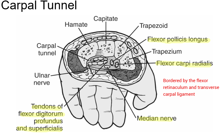 <p>Flexor Pollices Longus, Flexor Carpi Radialis, Tendons of Flexor Digitorum Profundis and Superficialis, Median Nerve</p>