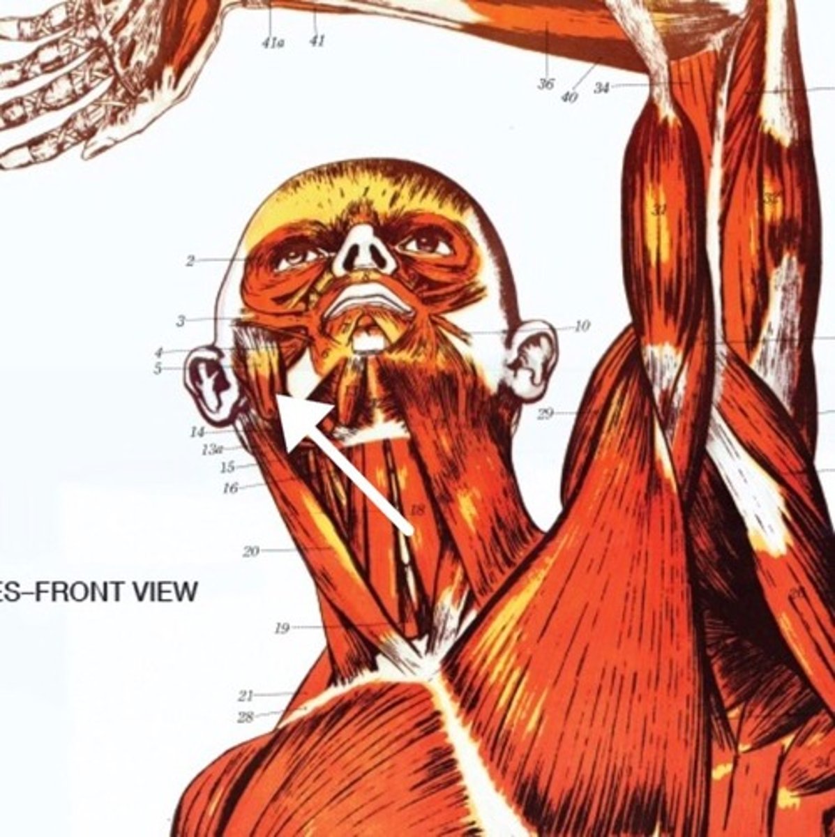 <p>What is this muscle?</p>
