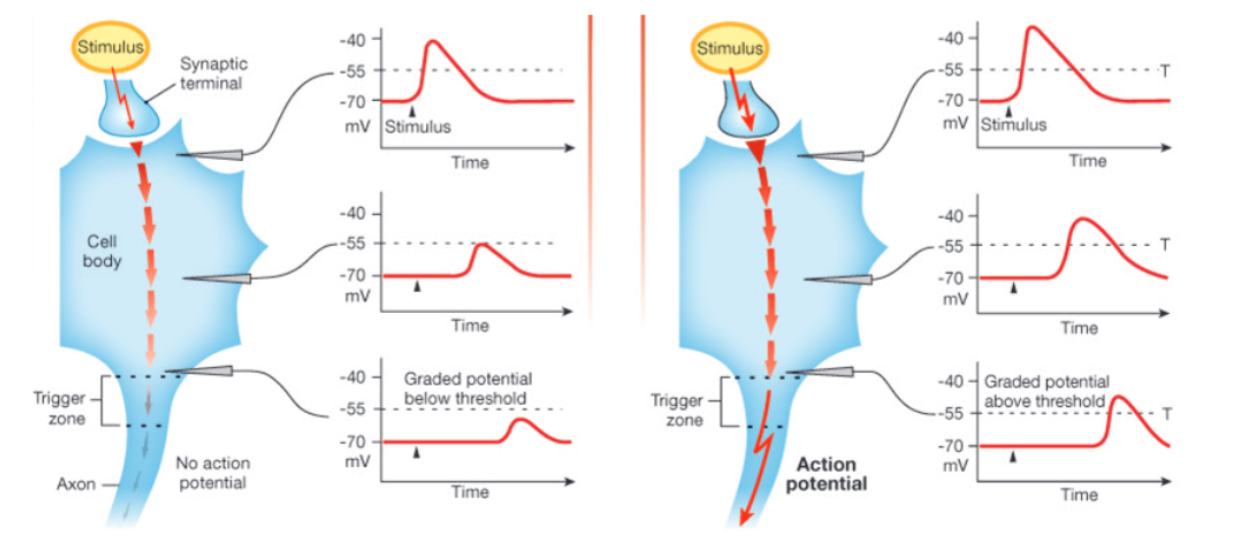 <p>Graded potentials dissipate over time and space</p>