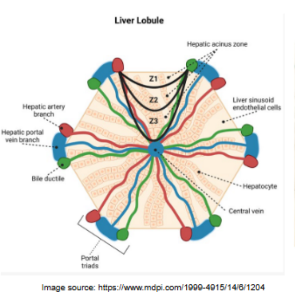 <p>where does zonation take place </p>