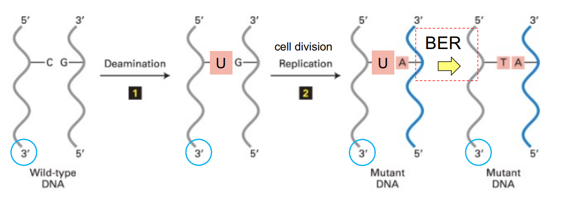<ul><li><p>(unmethylated) C is <strong><u>deaminated </u></strong>into U</p><ul><li><p>so goes from <span style="color: blue;"><strong>C:G → U:G</strong></span></p></li></ul></li><li><p><strong><u>cell division/replication</u></strong> occurs <u>(dividing cells)</u>, where U is though to be part of the parent strand, SO DNA pol. pairs it w/ A in newly synthesized daughter strand</p><ul><li><p>aka <span style="color: blue;"><strong>U:G</strong></span> —(cell div./repl. using U strand as the parent template strand)<span style="color: blue;"><strong>→ U:A</strong></span></p></li></ul></li><li><p>after cell division is done, <strong><u>BER</u></strong> occurs to replace U w/ T (<u><mark data-color="blue" style="background-color: blue; color: inherit;">B/C it recognizes that uracil is not apart of DNA</mark></u>)</p><ul><li><p>so <span style="color: blue;"><strong>U:A → T:A</strong></span></p></li></ul></li></ul><p>(<mark data-color="red" style="background-color: red; color: inherit;">C</mark>:G → <u>U</u>:G → U:<u>A</u> → <u><mark data-color="red" style="background-color: red; color: inherit;">T</mark></u>:A ————— this is a <span style="color: red;"><strong>C>T mutation)</strong></span></p><p>^^^ b/c <strong>replication happened when mismatch was still present/not fixed, it caused a </strong>(permanent) <strong>mutation</strong></p><p></p>