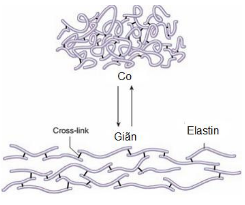 <p>Được sản xuất bởi nguyên bào sợi và tế bào cơ trơn.</p><p>Gồm 2 thành phần là chuỗi elastin(750aa) và vi sợi collagen đường kính 10nm</p>