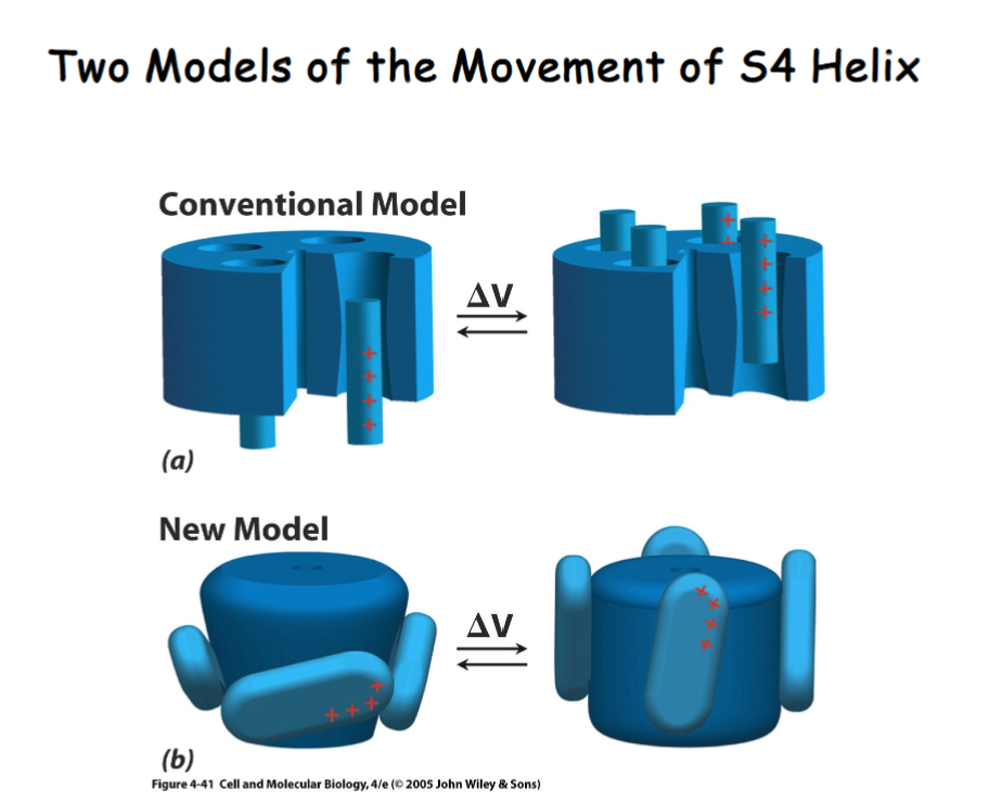 <ol><li><p>Change conformation of S5 and S6 to open channel (moves up and down) </p></li><li><p>Change conformation of S4 by swinging it to open and close pore</p></li></ol><p></p>