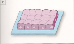 <p>box-like, cube</p>