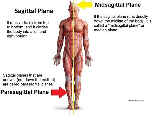 <p>Specific Saggital plane that divides the entire body or a body part into right and left segments with the plane passes vertically through the body from front to back that divides the body into equal right and left halves.</p>