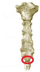<p>Uniting tissue of joint</p>