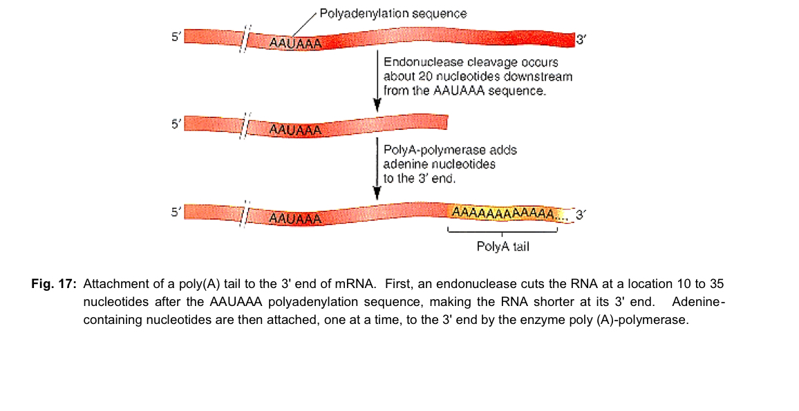 <ul><li><p>immediately after the pre-mRNA is cleaved by an endonuclease at a site 10-35 nucleotides after the AAUAAA polyadenylation sequence, the <strong>3’ end </strong>of the pre-mRNA is modified by <strong>addition</strong> of a series of <strong>approximately</strong> <strong>200 adenine (A) nucleotides - poly (A) tail </strong></p></li><li><p>addition of adenine nucleotides at this cleavage site is catalysed by the enzyme poly (A) - polymerase </p></li><li><p>Functions </p><ul><li><p>3’ poly (A) tail <strong>protects</strong> the mRNA from <strong>degradation</strong> by nucleases; 3’ poly (A) tail makes the mRNA more stable template for translation in the cytoplasm </p></li><li><p>3’ poly (A) tail is required to facilitate <strong>export</strong> of mRNA out of the nucleus via nuclear pores </p></li></ul></li></ul><p></p>
