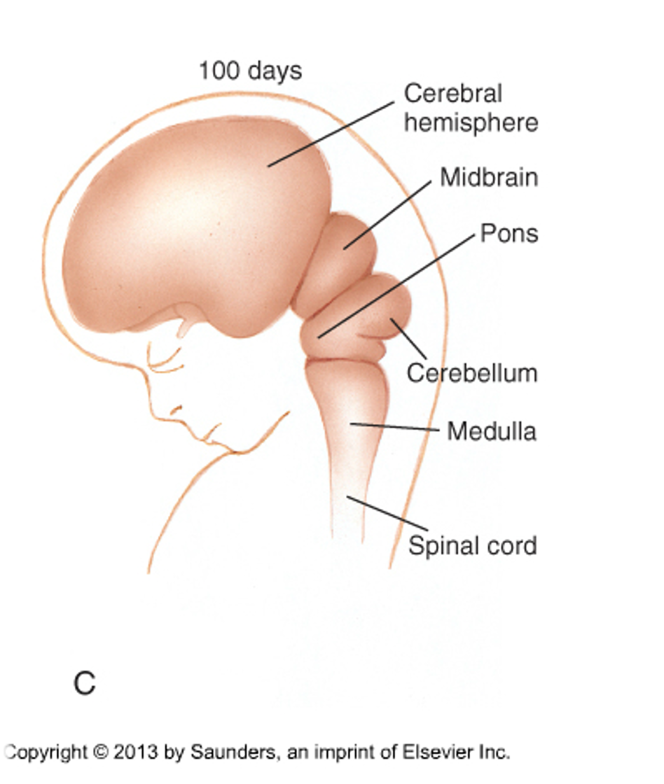 <ul><li><p>8 weeks → birth</p></li><li><p>differentiation occurs during this stage</p><ul><li><p>when neural tube starts to differentiate (to bones, muscles, everything)</p></li></ul></li><li><p>develops into recognizable parts of the nervous system</p></li></ul><p></p>