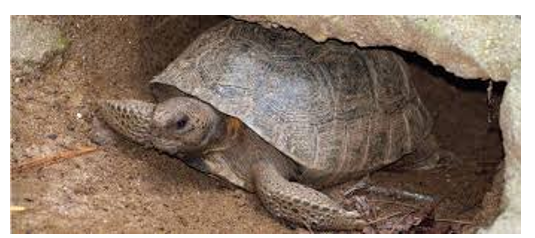 <p><span><span>No curved boney ridge in front of eyes, short round snout</span></span></p>