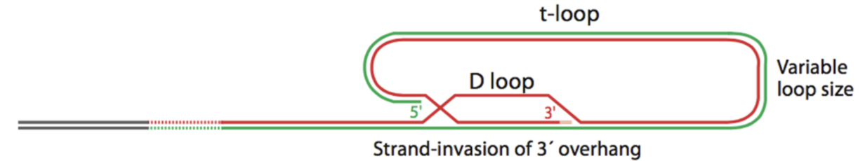 <p>Loop structures at the ends of telomeres were discovered in 1999.</p><ul><li><p>ssDNA overhand strand invades dsDNA, displacing one strand of dsDNA > D-loop and T-loop - hides DNA ends from repair enzymes</p></li></ul><p>TRF2 KO lost T-loops</p>