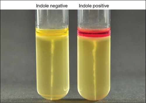 <p>Indole Production in SIM Agar can be done using what reagent?</p>