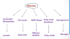 <p>ATP production, amino acid synthesis, glycogen synthesis, triglyceride synthesis</p>