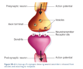 <p>1.<span style="font-family: "Times New Roman"; line-height: normal; font-size: 7pt;">&nbsp;</span>Presynaptic Neuron releases&nbsp;neurochemicals into the Neural Synapse via Axon terminals&nbsp;(releases neurochemicals into the neural synapse). </p><p class="MsoNormal">2.<span style="font-family: "Times New Roman"; line-height: normal; font-size: 7pt;">&nbsp; </span>The Postsynaptic Neuron&nbsp;receives the neurochemicals from neural synapse via Receptor Sites (protein molecules) that are located on the Dendrites.&nbsp;</p><img src="https://assets.knowt.com/user-attachments/c291479a-f89f-4fc7-bc77-83c19f4855a9.png" data-width="50%" data-align="center" style="display: block; width: 50%; margin-left: auto; margin-right: auto;"><p></p>