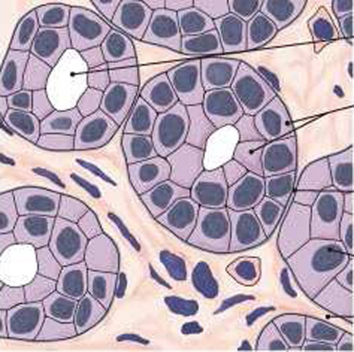 <p>relatively rare; 2 layers and lines ducts of sweat/salivary glands/male urethra</p>