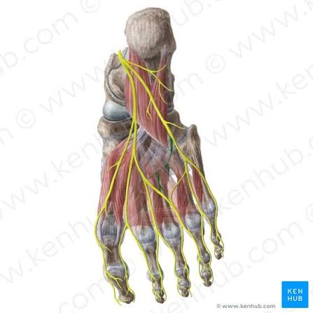 <p>Function: Pulls on flexor digitorum longus tendons to flex toes 2-5</p><p></p><p>Innervation: Lateral plantar nerve (S2-S3)</p>