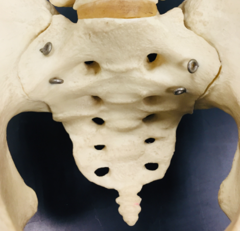 <p>name bones</p>