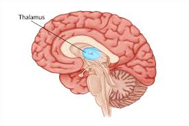 <ul><li><p>Grijze stof, kerncomplex</p></li><li><p>Schakelstation voor sensoriek en motoriek</p></li></ul><p></p>