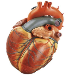 <p>Aortic arch</p>