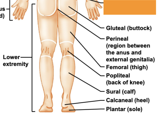 <p>between hips</p>