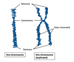 <ul><li><p>Cap-like features at the ends of chromosomes</p></li><li><p>Long sequence of repetitive, noncoding DNA</p></li><li><p>Protect cells from losing valuable genetic material during DNA replication</p></li><li><p>Bind to proteins that stop the ends from being degraded and sticking to other chromosomes</p></li></ul><ul><li><p>Over time (due to ongoing cell division), telomeres become shorter</p></li><li><p>Appears to be an indication of age and the general health of an individual</p></li></ul><p></p>