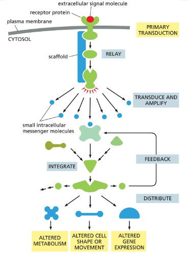 <ol><li><p>relay the signal onward</p></li><li><p>amplify the signal received</p></li><li><p>receive signals from multiple intracellular pathways and integrate them</p></li><li><p>distribute the signal to more than one signaling pathway or effector protein</p></li></ol><p></p>