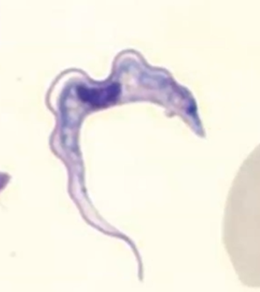 <p><span style="background-color: rgba(0, 0, 0, 0); line-height: 19.7625px;">What is the species in this photo and WHY?</span></p>