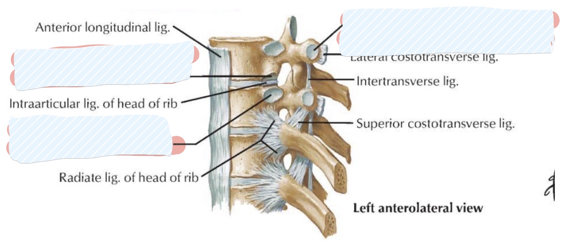 <p>Thoracic vertebrae </p>