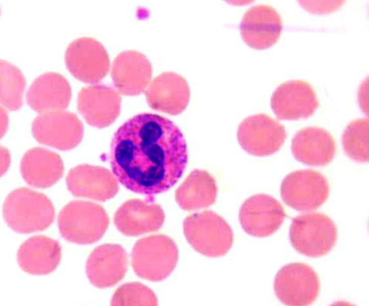 <p>Identifica el tejido y las células presentes</p>