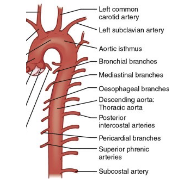 <p>What artery supplies the lungs?</p>