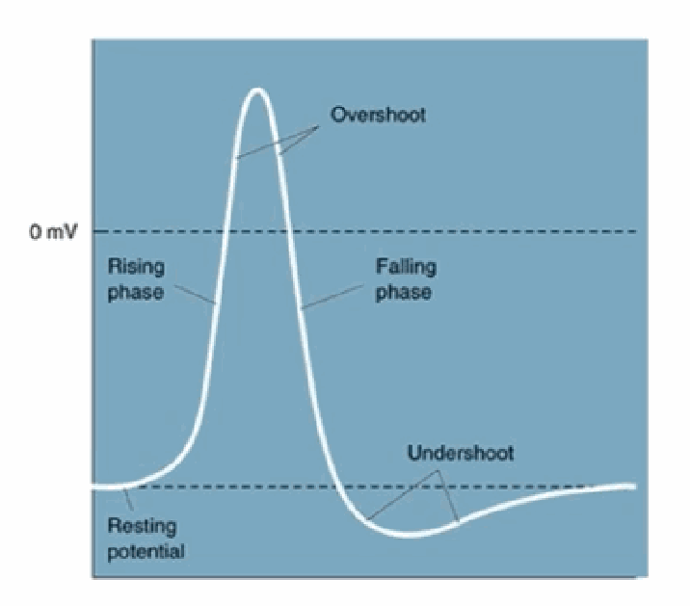 <p>Rising phase (≈ depolarisation) and falling phase (≈ repolarisation); overshoot = the peak that goes above 0 mV; undershoot = the dip below resting potential (≈ hyperpolarisation), before the trace returns to the resting potential.</p>
