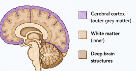 <p><strong>Cerebrum: </strong>Large, upper part of the brain, including the cerebral cortex AND the underlying white matter and deep structures.</p><p><strong>Cerebral Cortex: </strong>The thin, outer layer of grey matter covering the surface of the cerebrum. </p>