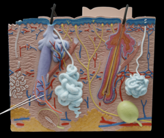<p>detect hair movement</p>