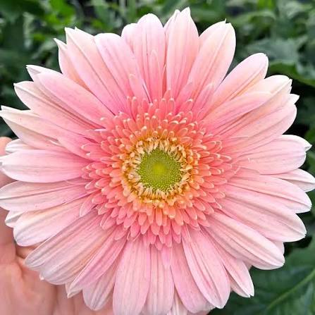 <p>Flor cortada </p>